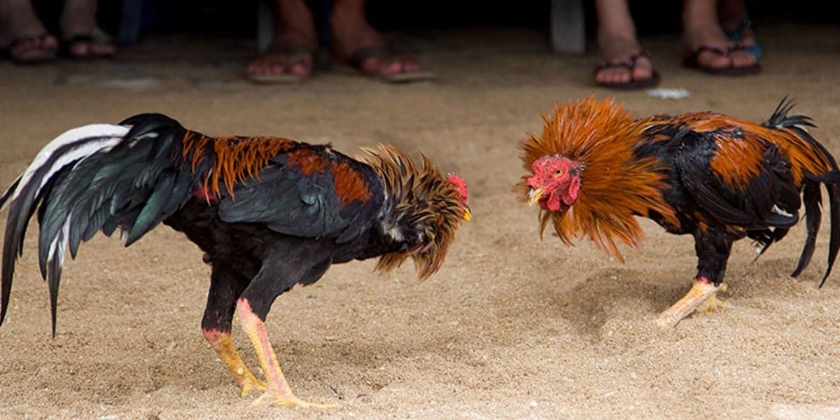 Two arrested for illegal cockfighting in Roxas City