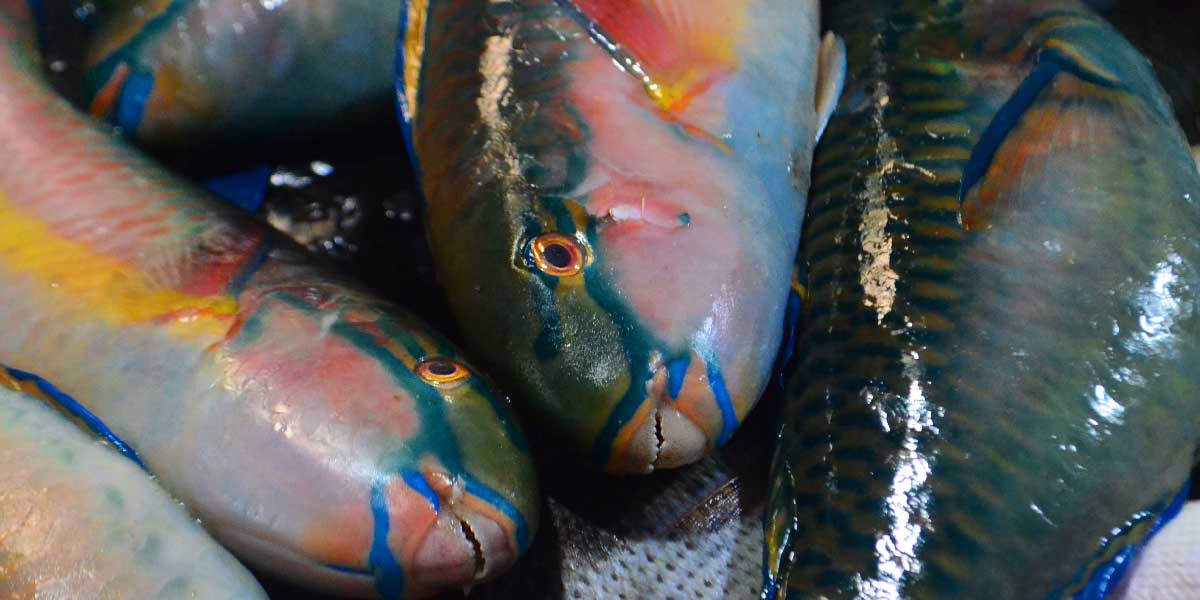 Finding Loro: The Truth About Parrotfish