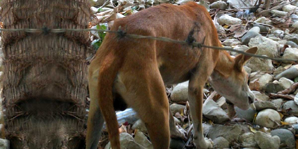 Oral rabies vaccine: a new strategy in the fight against rabies deaths