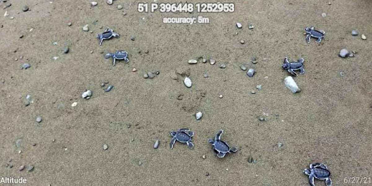 Endangered sea turtles thriving,  hatchlings released in Antique