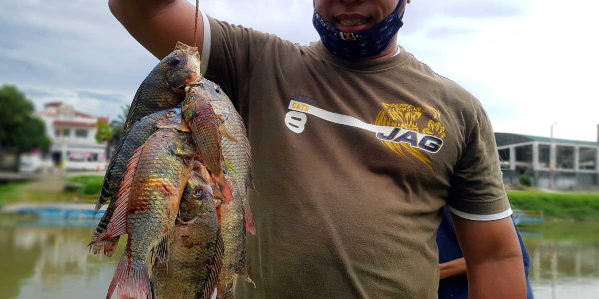 Where Have Our Native Fish Gone?