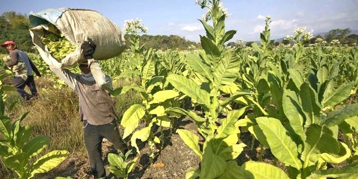 Tobacco excise tax take grows 31% to  P83-B in 1st 7 months of 2021 — DOF