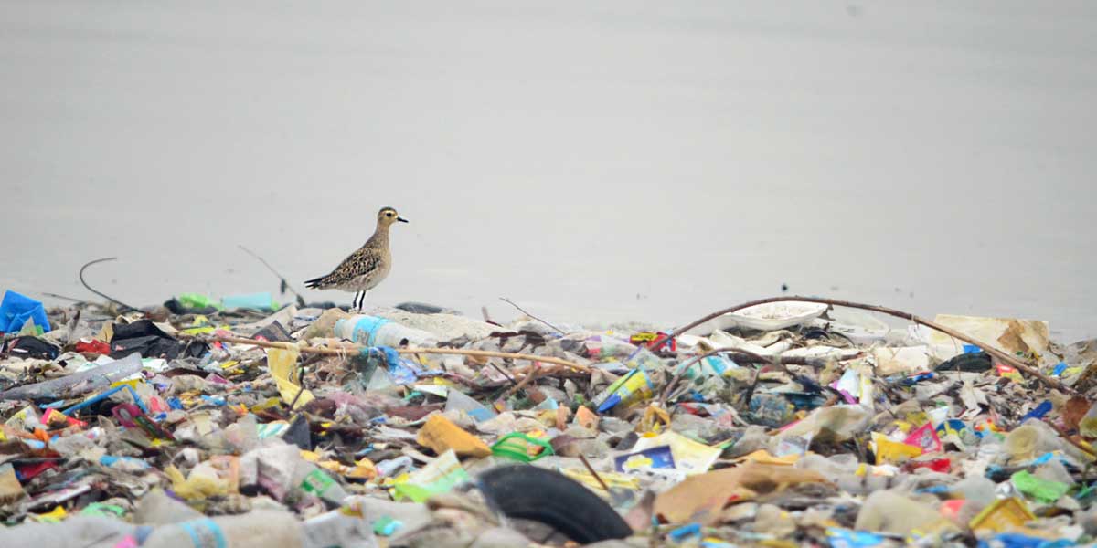 Webinar on Marine Plastic Pollution Monitoring Slated for Nov 9