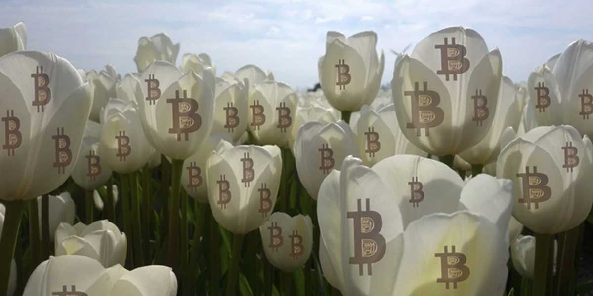 Of tulip and crypto mania