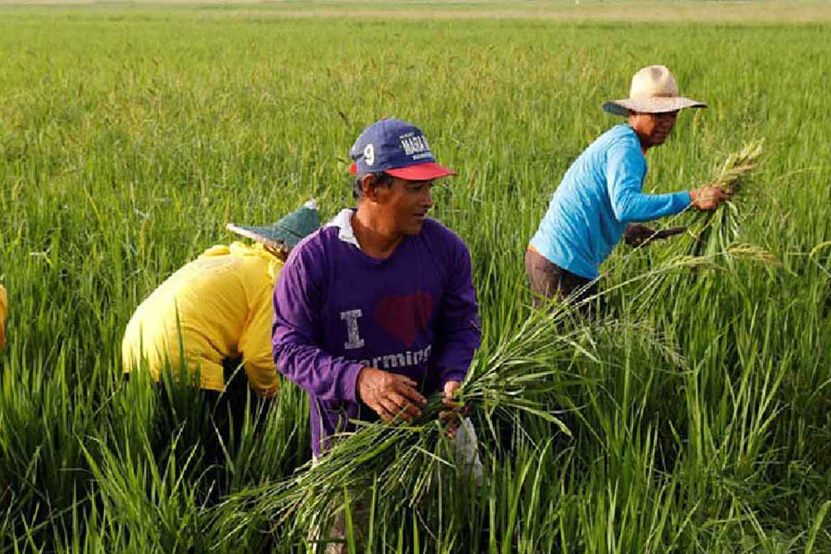 EATING MORE BUT GROWING LESS: Rice deficit widens as PHL farms stagnate