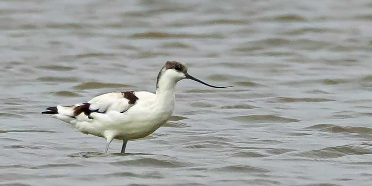 PIED AVOCET RETURNS!