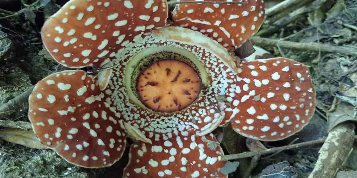 Rafflesia Lobata Found in Aklan
