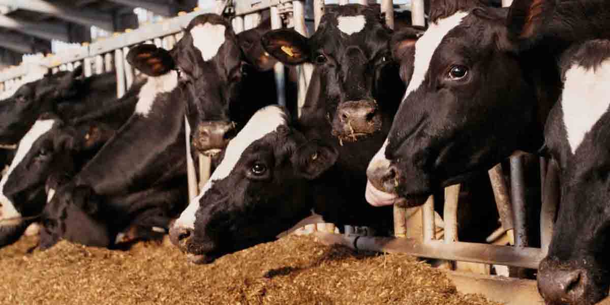 Global Health Agencies Monitor Rising H5N1 Infections