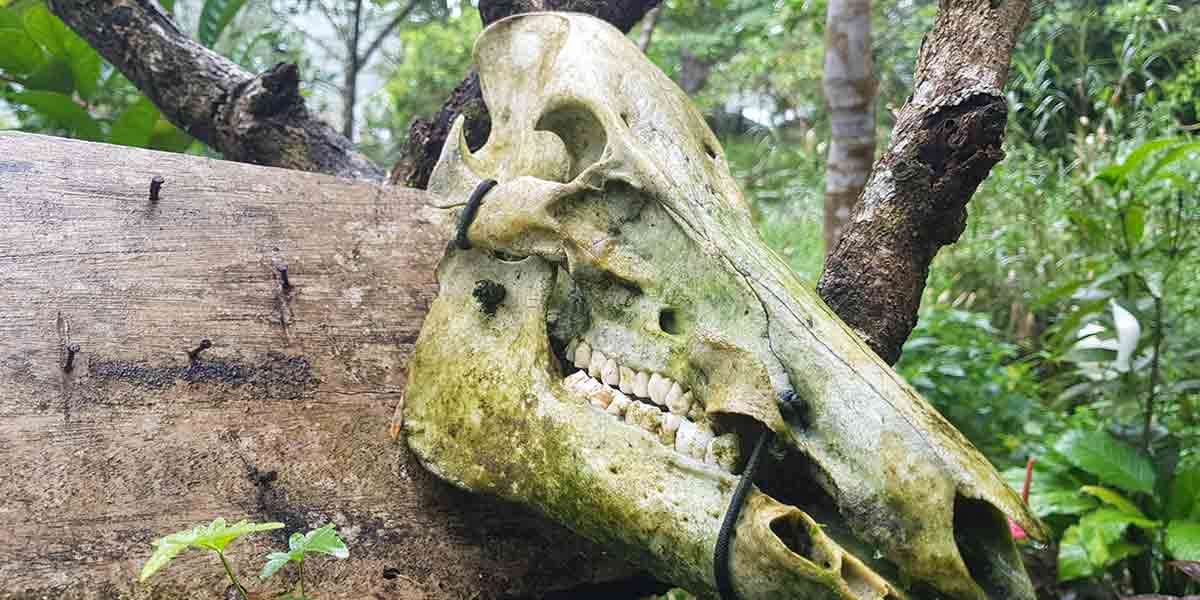 The Hunters and the Hunted: Baboy Damo Hunters in Leyte