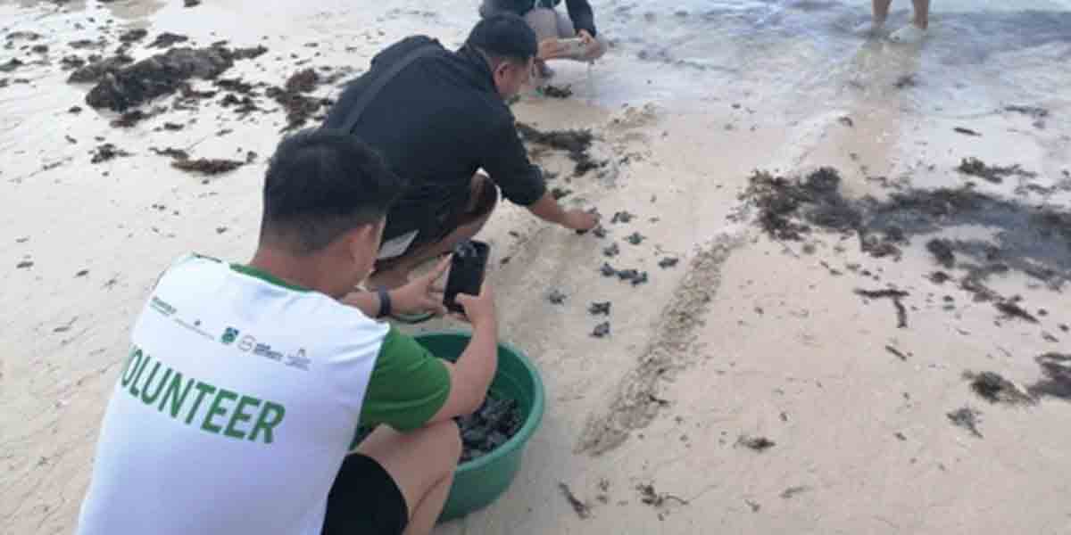 Olive Ridley Hatchlings Return to the Ocean