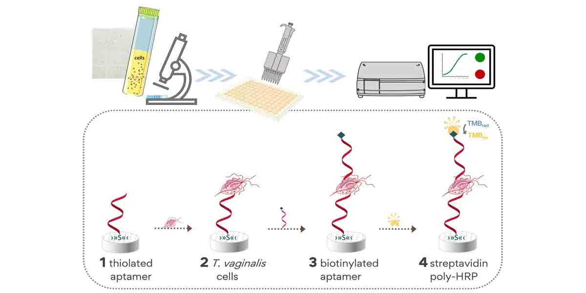 UP Scientists Develop Rapid, Low-Cost  Aptamer Test for Trichomoniasis