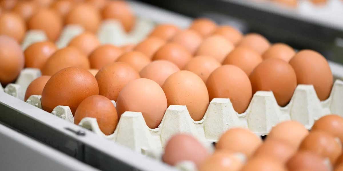 Philippines leads Asia in cage-free egg commitments