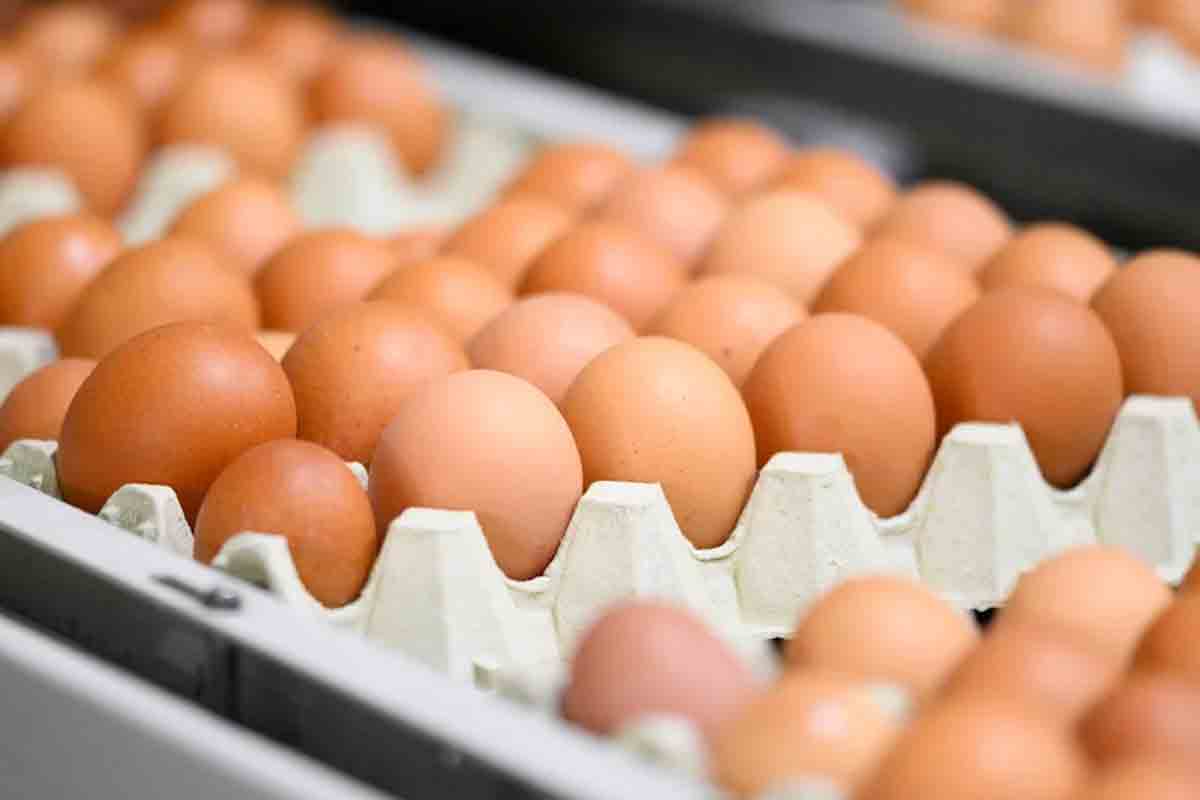 HUMANE EGGS FOR BREAKFAST?: Filipinos demand cage-free eggs from silent brands