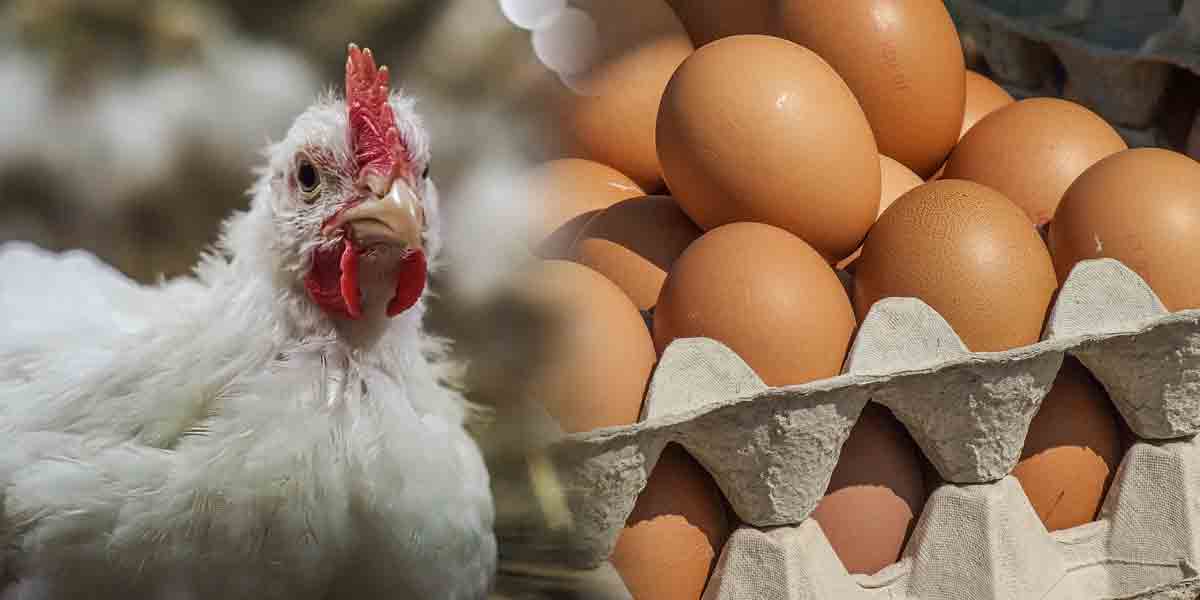 Top PH food brands commit to cage-free eggs