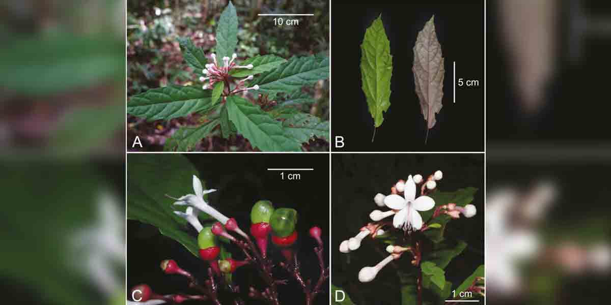 Modern science catches up with native knowledge with discovery of Clerodendrum kelli