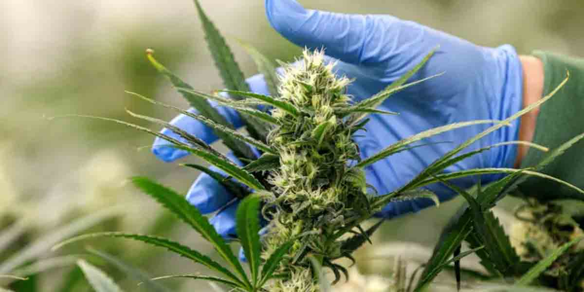 Youth cannabis disorder tied to later psychiatric diagnoses
