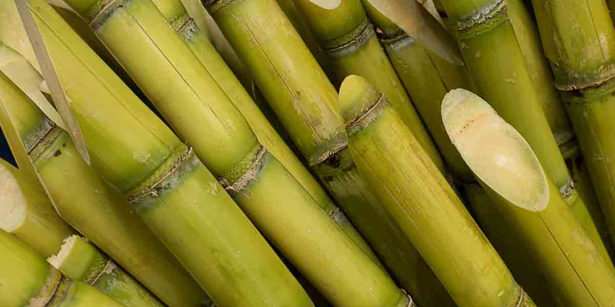 Negros sugarcane output surges 17.6% in Q1 2025