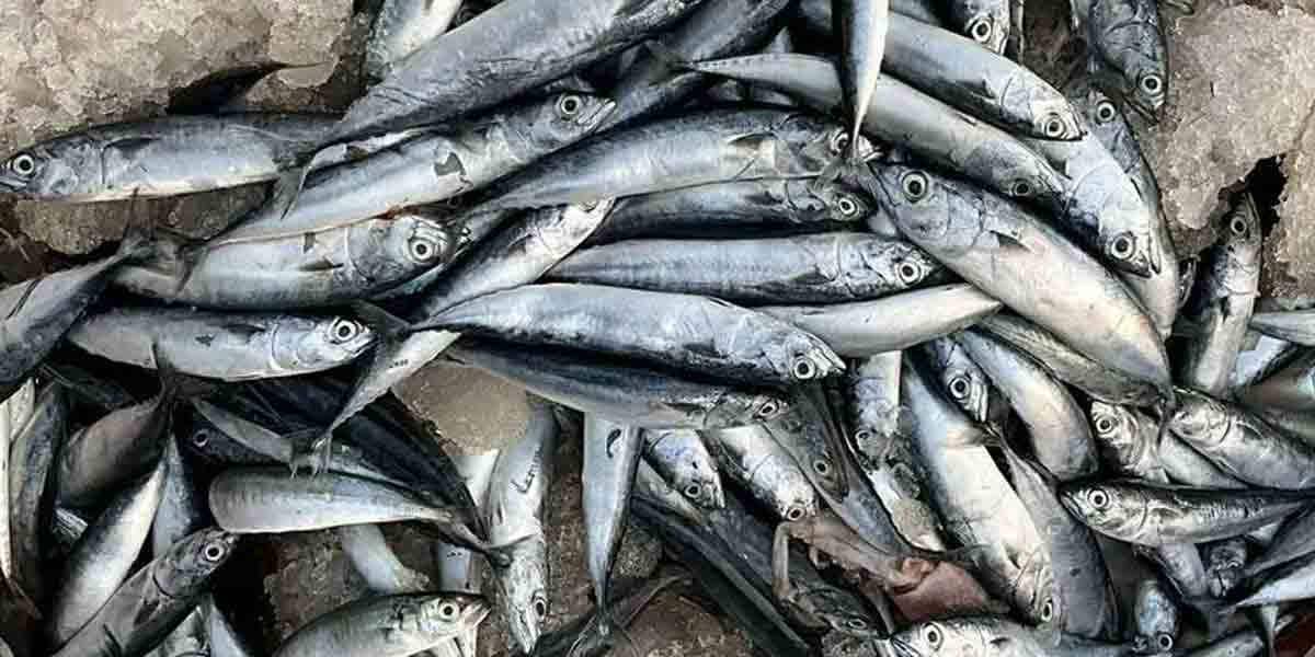 Aloy-linked illness cases in Iloilo climb to 66