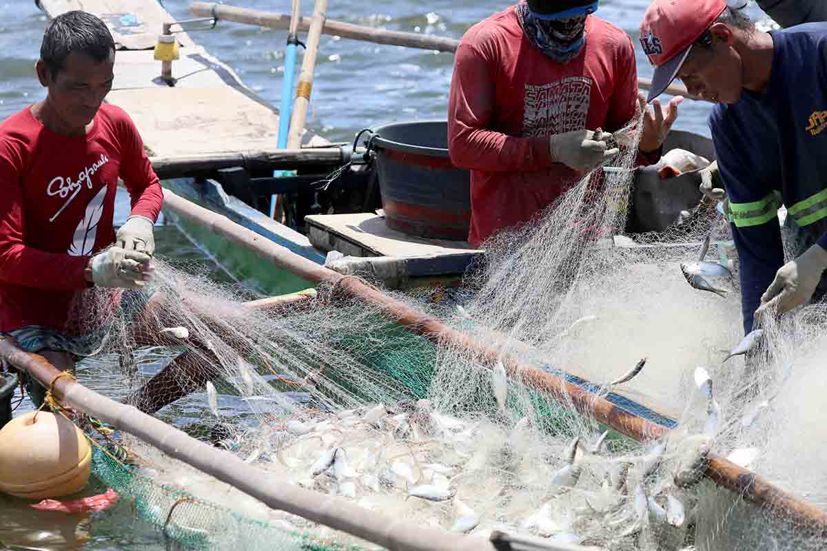 SMALL FISHERS GET SQUEEZED: Commercial fishing boats in PHL municipal waters hit 5-year high