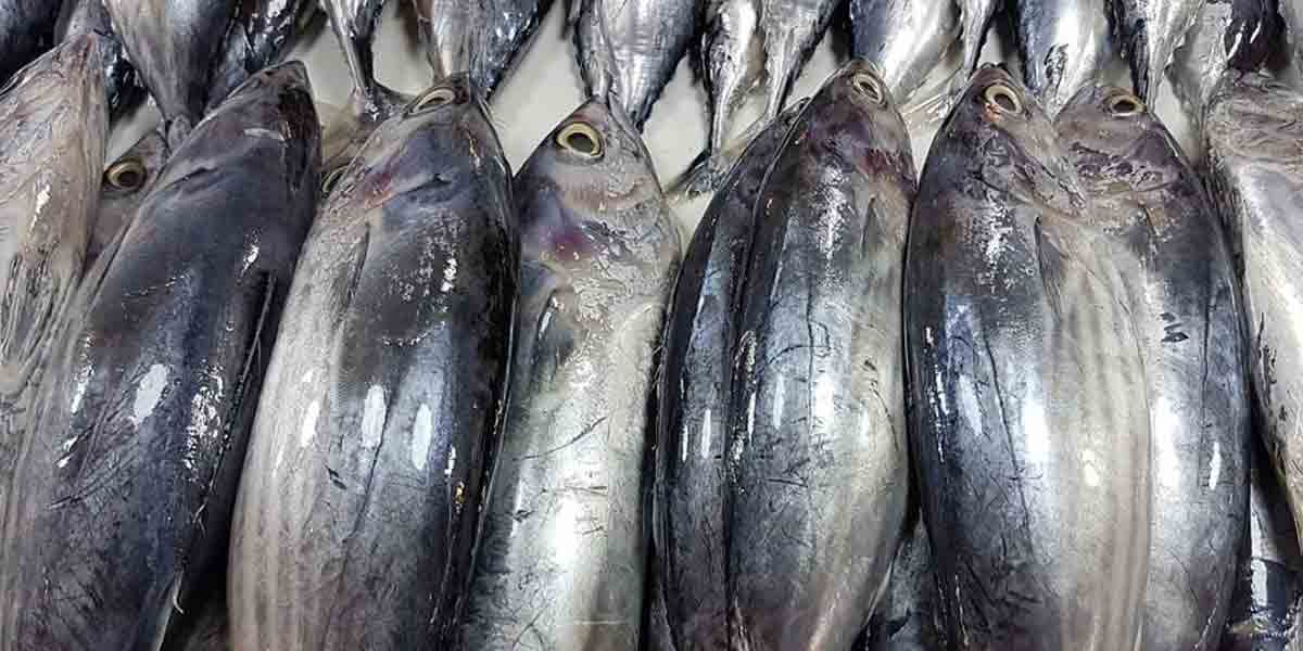 Eight hospitalized after eating tulingan fish