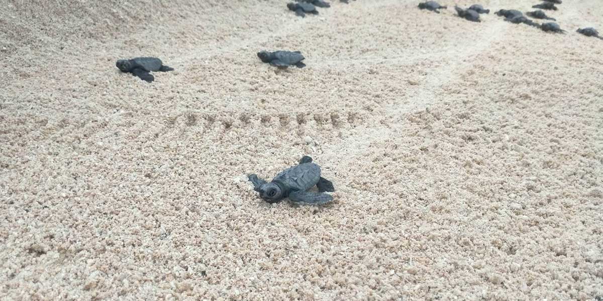 Turtles galore in Panay